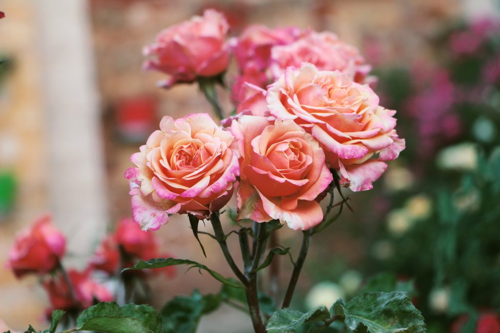 Green Thumbs and Red Bottoms: How Fashionistas Grow Hybrid Tea Roses