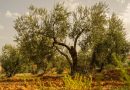 Branch Out, Gardenistas: Olive Tree Growing Tips You Won’t Want to Miss