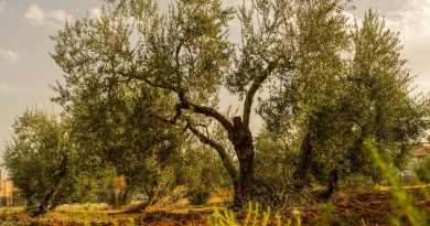 Large, old olive tree majestically standing in an orchard, surrounded by smaller, younger olive trees, showcasing various stages of growth and cultivation.