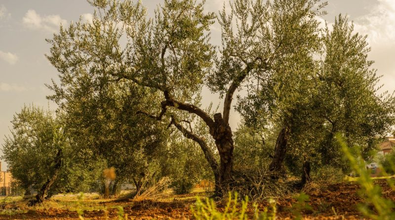 Large, old olive tree majestically standing in an orchard, surrounded by smaller, younger olive trees, showcasing various stages of growth and cultivation.