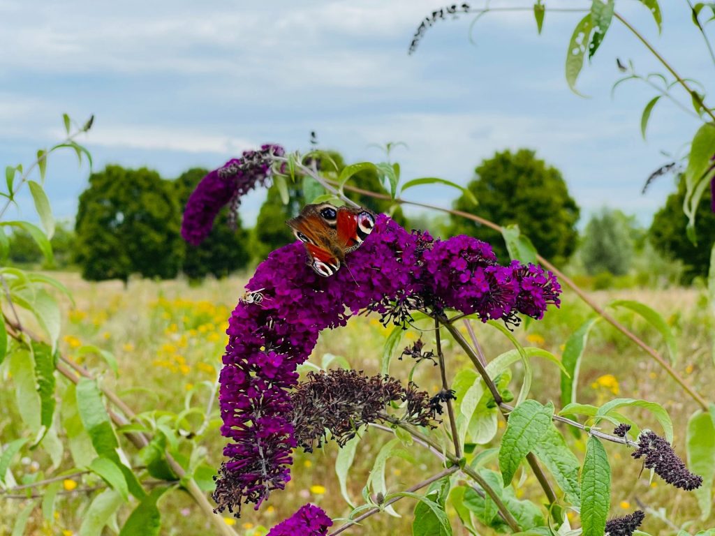 Nature's Dance: The Enchantment of Butterfly Bush Blooms