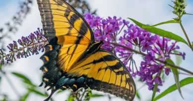 Blooms that Flutter: The Magic of Butterfly Bushes