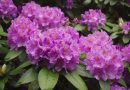 Blossoming Splendor: Exploring the Diverse Beauty of Rhododendrons