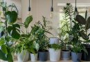 Indoor Plants: Greening Your Interiors for Health and Harmony