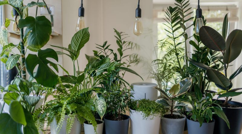 Indoor Plants: Greening Your Interiors for Health and Harmony