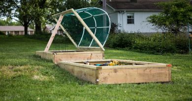 Raised Garden Beds: The Elevated Trend Transforming Backyards Everywhere